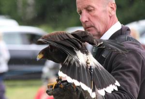 055 Harris Hawk and friend